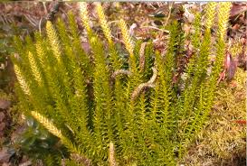 Attēlu rezultāti vaicājumam “Lycopodium annotinum”