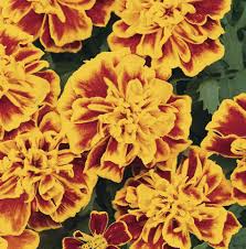 Image result for Tagetes patula