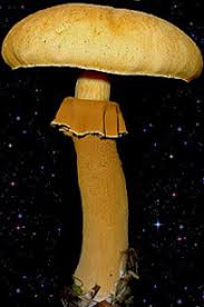 Attēlu rezultāti vaicājumam “Phaeolepiota aurea”