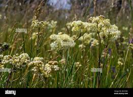 Attēlu rezultāti vaicājumam “Filipendula vulgaris leaf”
