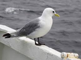 Attēlu rezultāti vaicājumam “Rissa tridactyla”