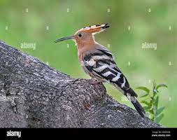 Attēlu rezultāti vaicājumam “Upupa epops adult”