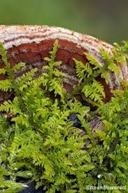 Attēlu rezultāti vaicājumam “Thuidium delicatulum sporophyte”