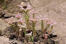 Attēlu rezultāti vaicājumam “Sedum pallidum flower”