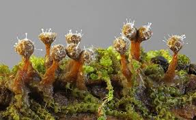 Attēlu rezultāti vaicājumam “Trichia botrytis”