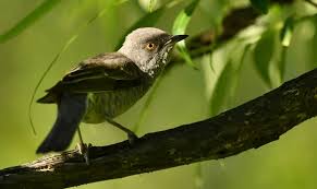 Attēlu rezultāti vaicājumam “Sylvia nisoria”