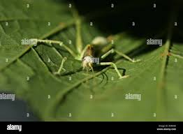 Attēlu rezultāti vaicājumam “Entomophaga grylli”