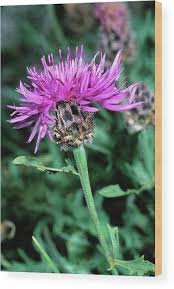Attēlu rezultāti vaicājumam “Centaurea scabiosa”