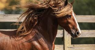 Image result for chestnut friesian