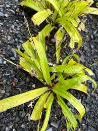 Attēlu rezultāti vaicājumam “Carex appropinquata leaf”