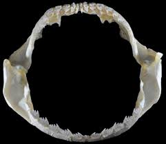 Image result for Notorynchus cepedianus