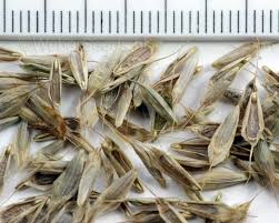 Attēlu rezultāti vaicājumam “Bromus hordeaceus subsp. hordaceus fruit”