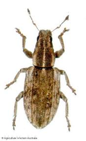 Attēlu rezultāti vaicājumam “Sitona sp.”