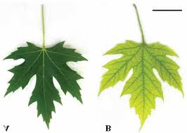 Attēlu rezultāti vaicājumam “Acer saccharinum leaf”