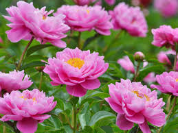 Image result for Pfingstrose