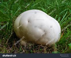 Attēlu rezultāti vaicājumam “Langermania gigantea”