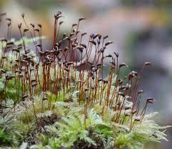 Attēlu rezultāti vaicājumam “Sciuro-hypnum curtum sporophyte”