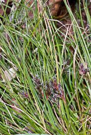 Attēlu rezultāti vaicājumam “Schoenus ferrugineus flower”