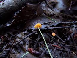 Attēlu rezultāti vaicājumam “Mycena acicula”