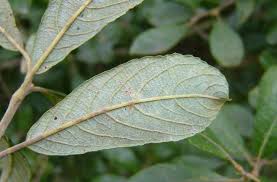 Attēlu rezultāti vaicājumam “Salix cinerea leaf”