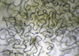 Attēlu rezultāti vaicājumam “Nostoc commune”