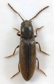 Attēlu rezultāti vaicājumam “Ampedus pomorum”