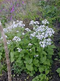 Attēlu rezultāti vaicājumam “Lunaria rediviva”