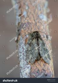 Attēlu rezultāti vaicājumam “Peridea anceps”