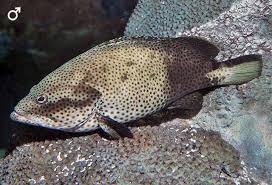 Image result for Epinephelus adscensionis