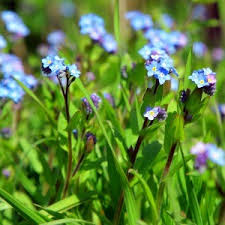 Image result for Myosotis sylvatica