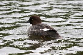 Attēlu rezultāti vaicājumam “Bucephala clangula juvenile”