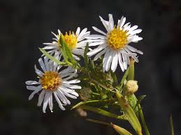 Image result for Aster lanceolatus