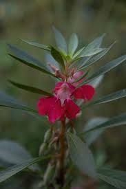 Attēlu rezultāti vaicājumam “Impatiens parviflora fruit”