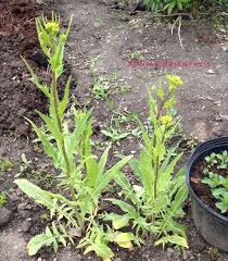 Attēlu rezultāti vaicājumam “Bunias orientalis bud”