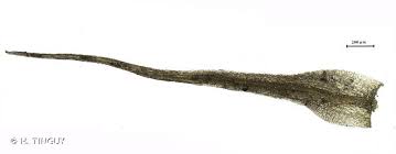 Attēlu rezultāti vaicājumam “Pleuridium subulatum”