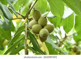 Attēlu rezultāti vaicājumam “Juglans mandshurica”