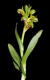 Attēlu rezultāti vaicājumam “Coeloglossum viride leaf”