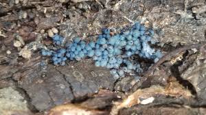 Attēlu rezultāti vaicājumam “Badhamia lilacina macro”