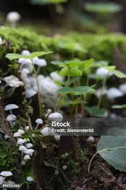 Attēlu rezultāti vaicājumam “Delicatula integrella”