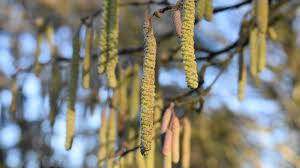 Attēlu rezultāti vaicājumam “Corylus avellana”