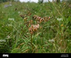 Attēlu rezultāti vaicājumam “Peucedanum oreoselinum leaf”