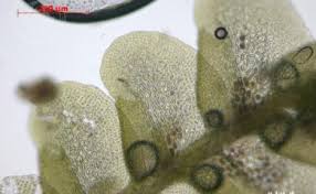 Attēlu rezultāti vaicājumam “Jungermanniopsida”