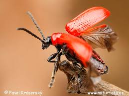 Attēlu rezultāti vaicājumam “Lilioceris lilii”