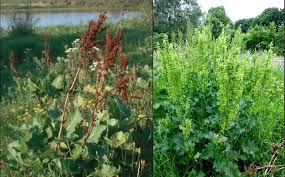 Attēlu rezultāti vaicājumam “Rumex aquaticus bud”