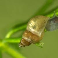 Attēlu rezultāti vaicājumam “Lymnaeidae”