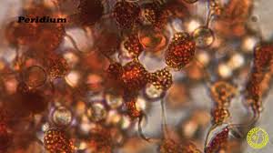 Attēlu rezultāti vaicājumam “Cribraria microcarpa”