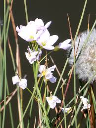 Attēlu rezultāti vaicājumam “Cardamine pratensis leaf”