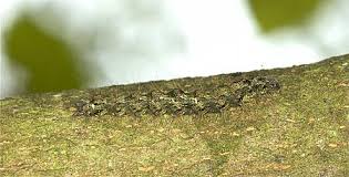 Attēlu rezultāti vaicājumam “Atolmis rubricollis”