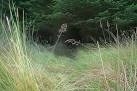 NJ0748 : Animal track crossing the drove road west of Loch na Braan - via Daymix