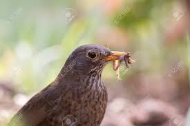 Attēlu rezultāti vaicājumam “Turdus merula female”
